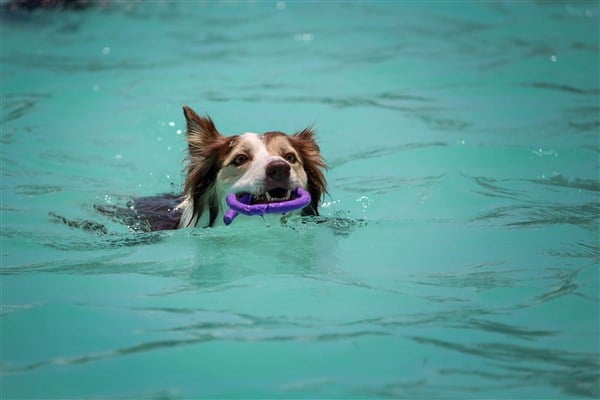 köpeklerin havuz kullanmasi